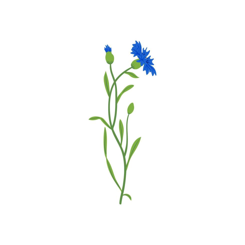 Cornflower field vector illustration. Summer wild meadow flower, honey plant. Knapweed blue isolated on white. Centaurea botanical floral design element