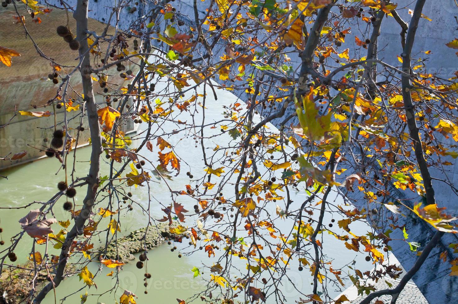 rama de un árbol de otoño bajo el río Tíber en Roma foto