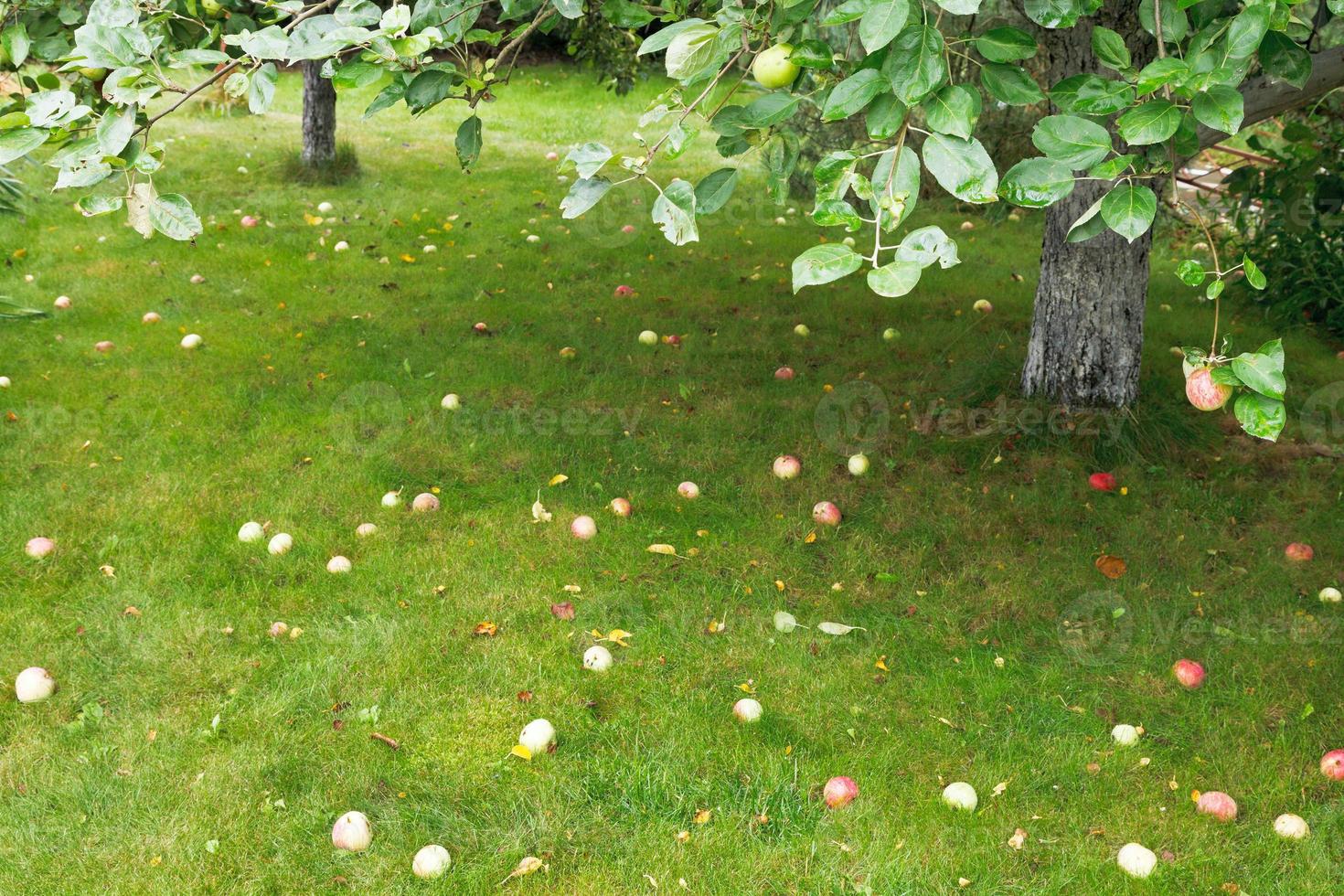 ripe apples lie on green grass under apple tree photo