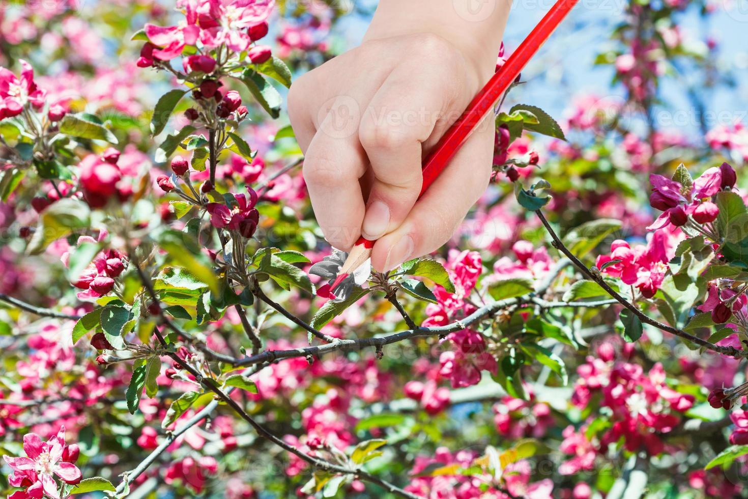 pencil draws red flowers on apple tree in spring photo