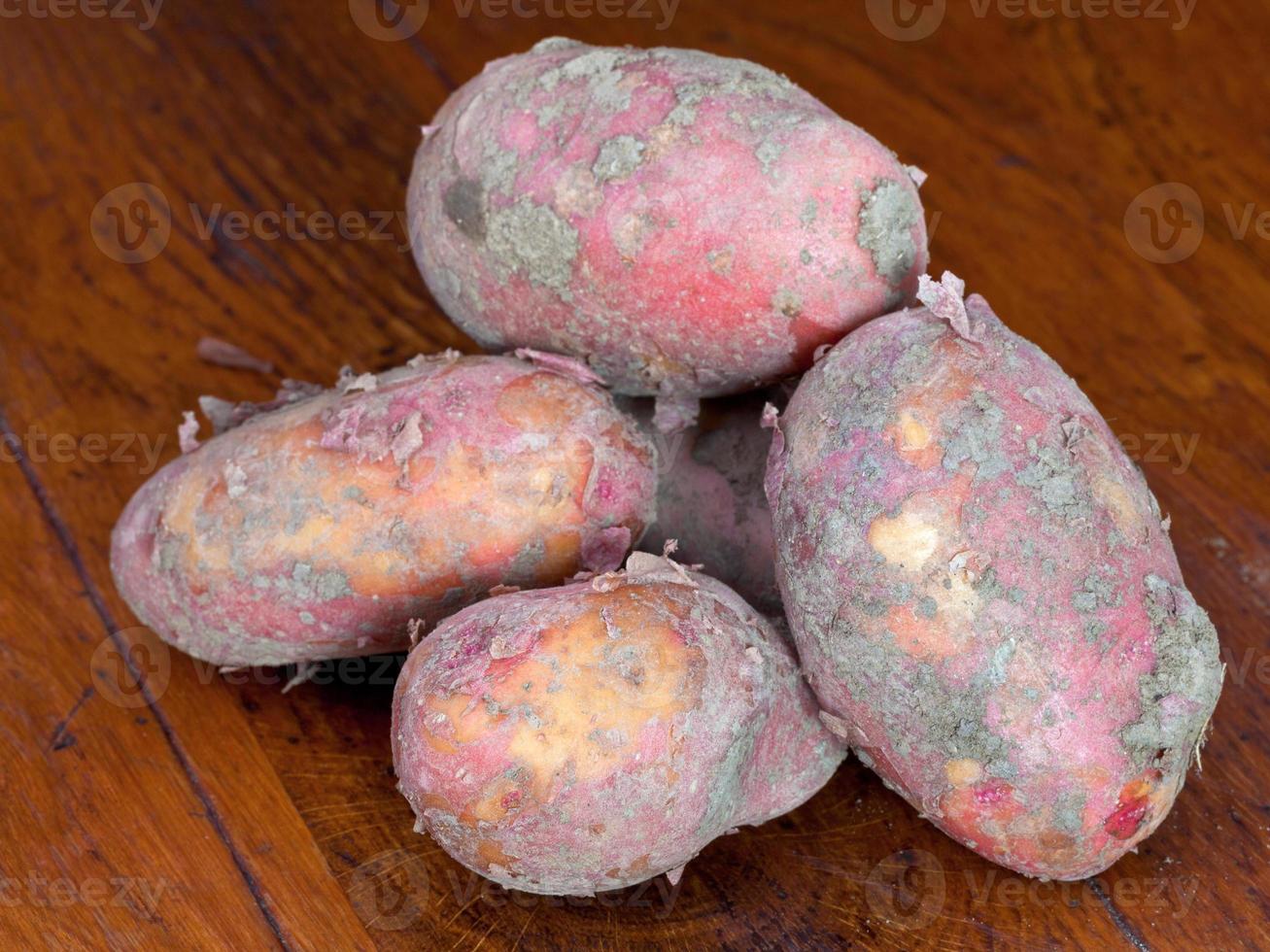 few new pink potatoes photo