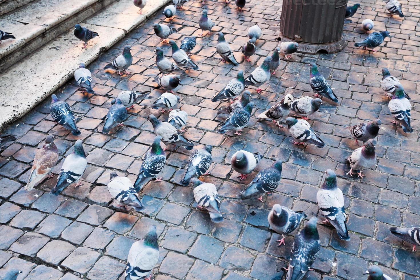 urban pigeons on stone road tile photo