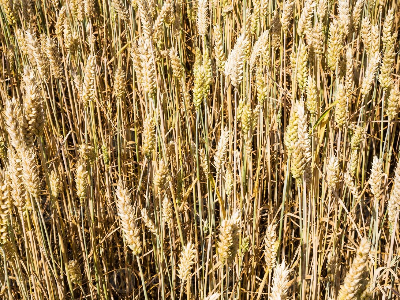 wheat ears close up in field in Bavaria photo