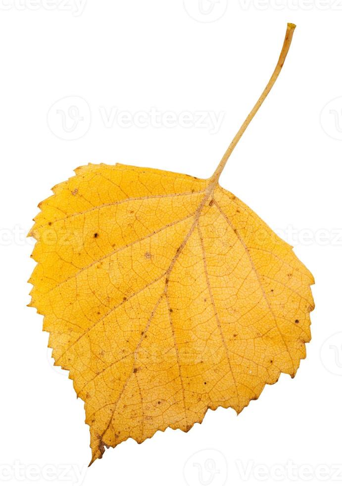 yellow autumn leaf of birch tree isolated photo
