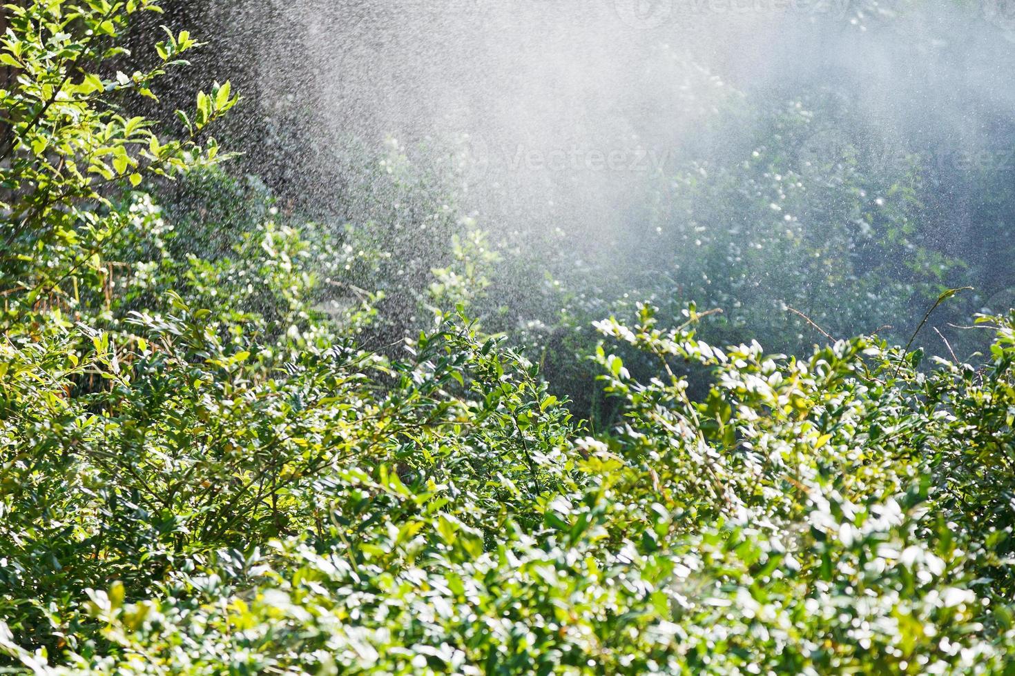 rain in garden in sunny autumn day photo