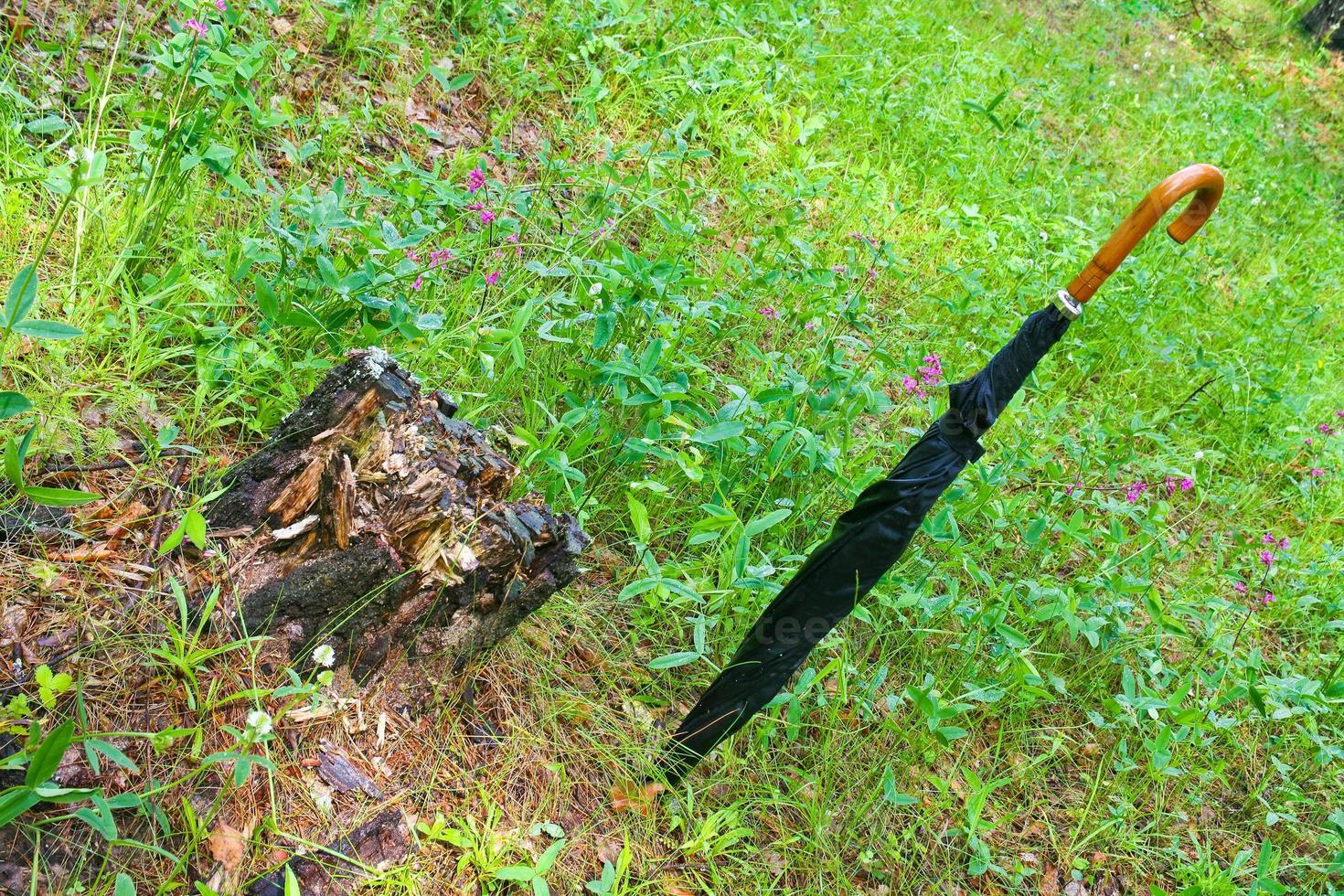 umbrella and old stub photo