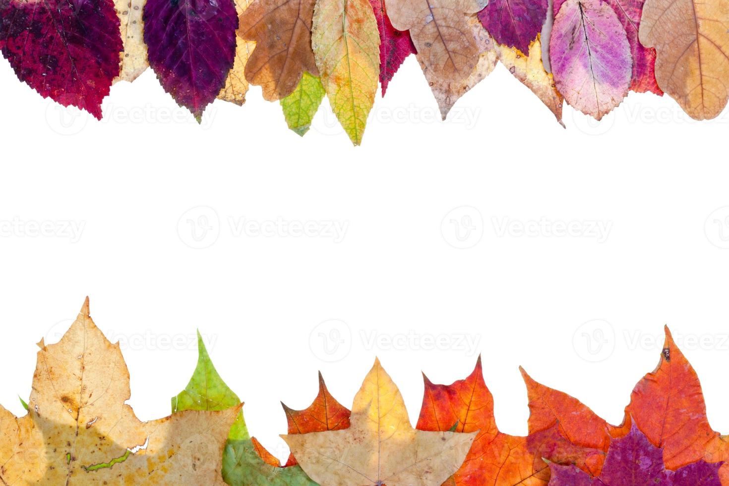 two side frame from multicolored autumn leaves photo