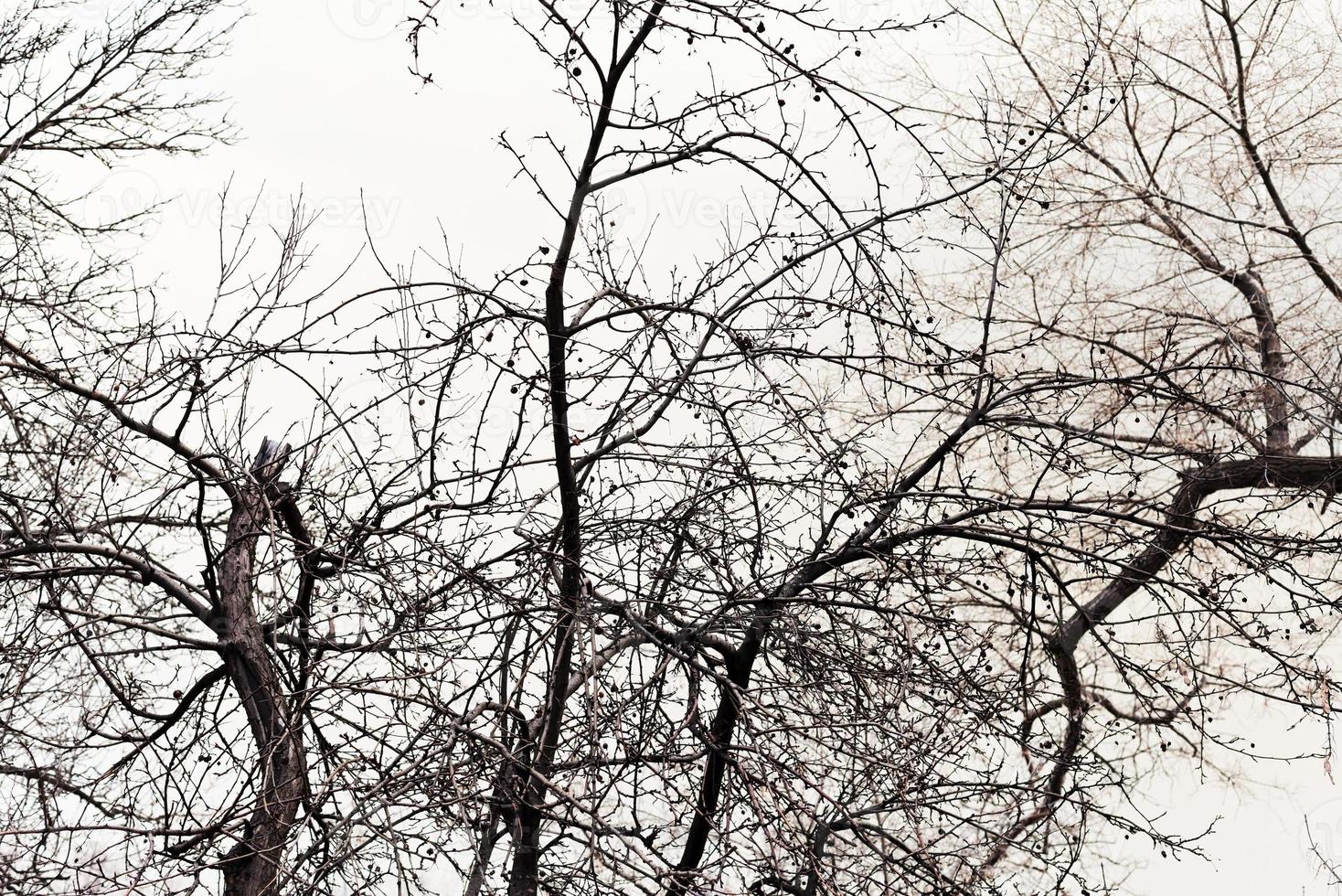 cielo gris y ramas de árboles foto