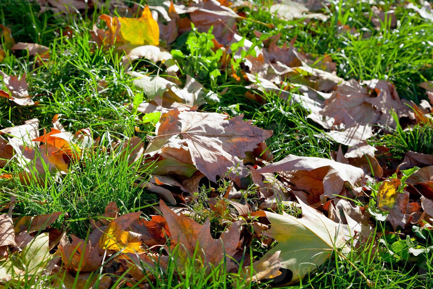 autumn leaves in green grass photo