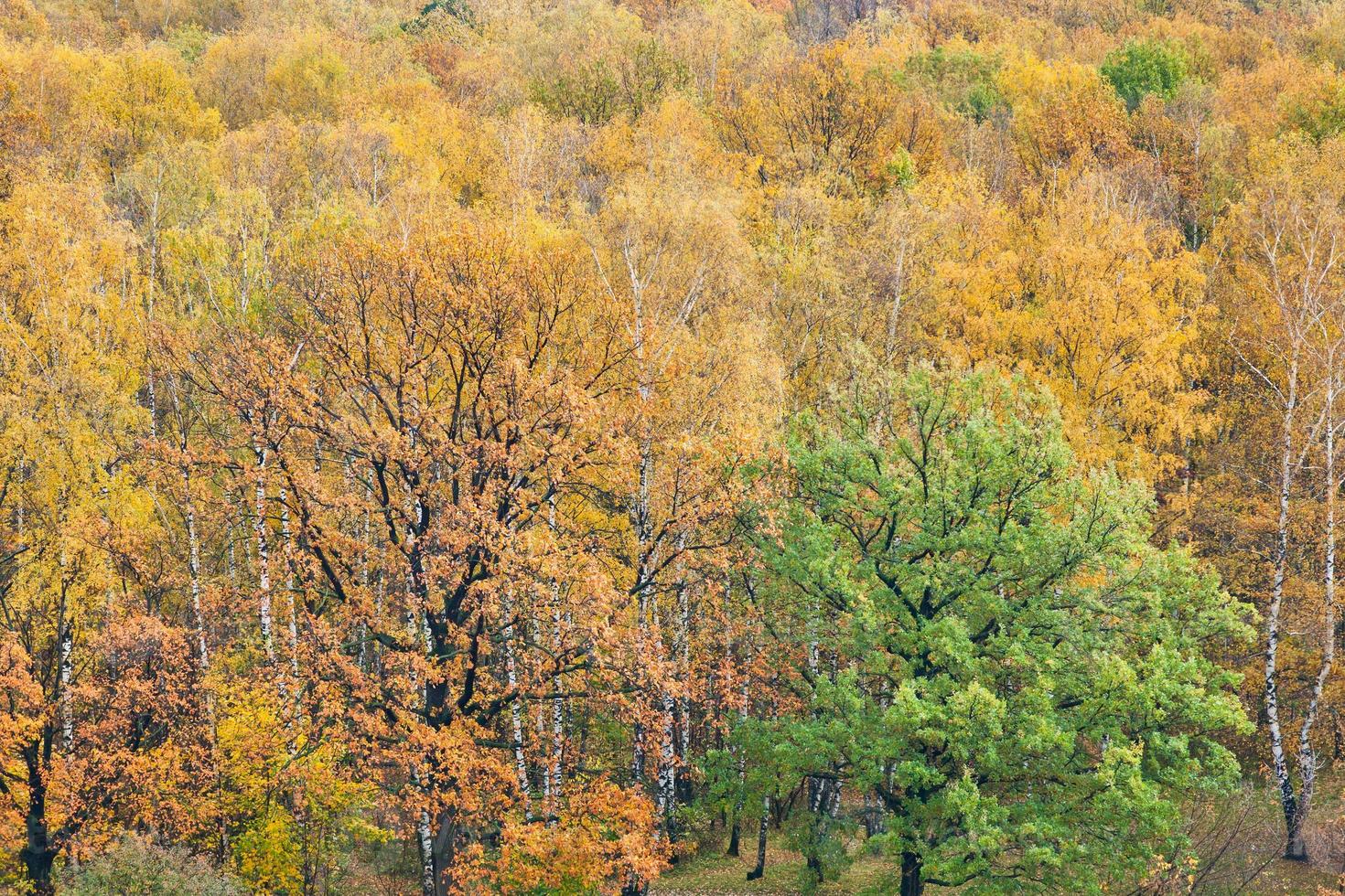 bosque de otoño colorido foto