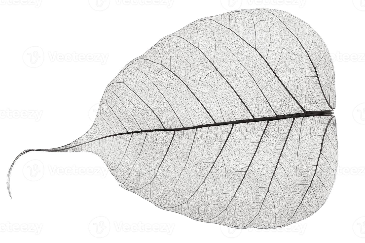 one grey transparent dried fallen leaf photo