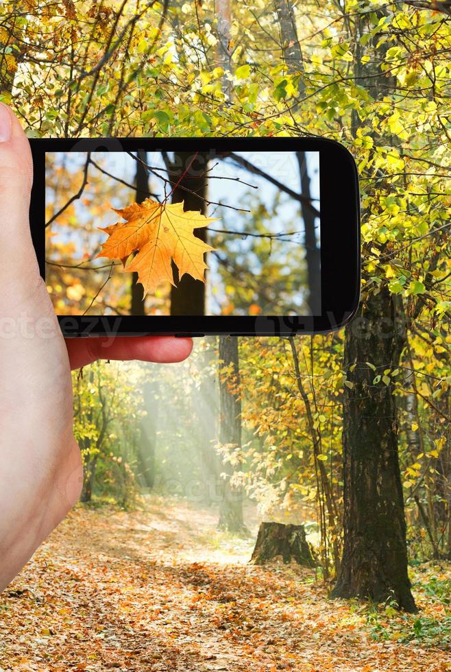 tourist taking photo of maple leaf in autumn woods
