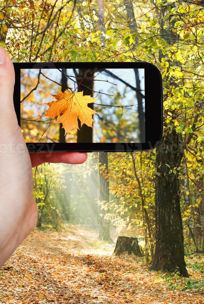 tourist taking photo of maple leaf in autumn woods