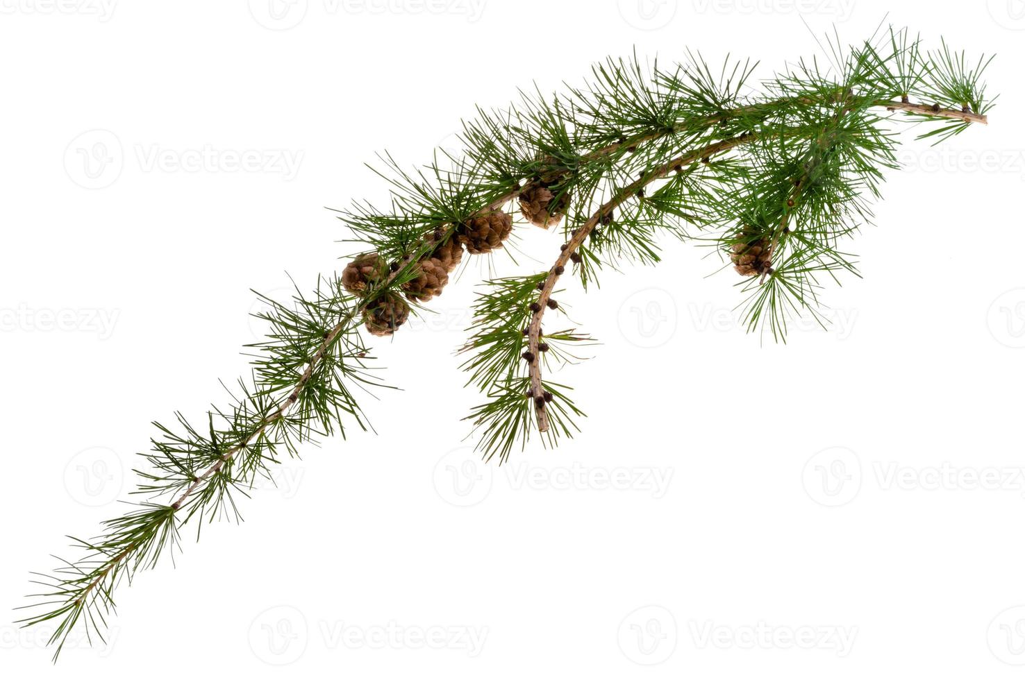 pine cones on branch of conifer tree photo