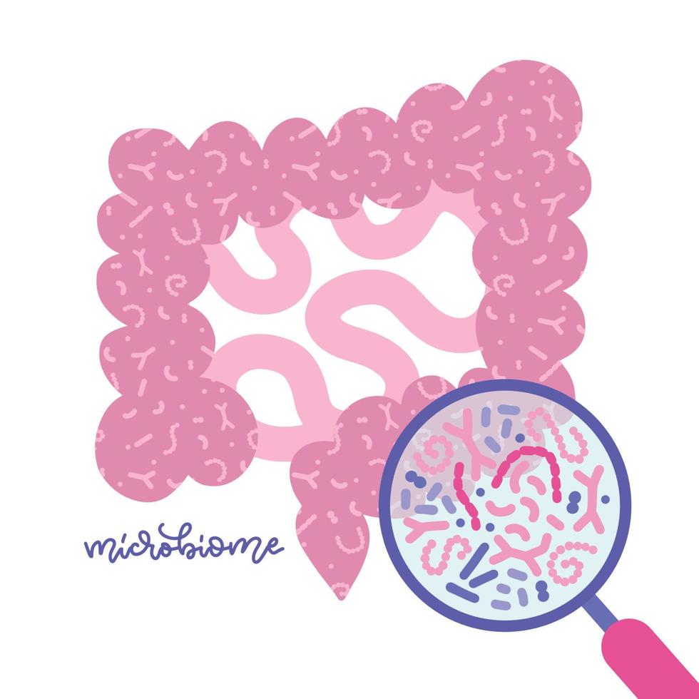 Microbiota intestinal vista con lupa. concepto de intestino humano y microbioma. ilustración de vector de glat para temas como sistema digestivo, probióticos, inmunidad, chequeo de salud.