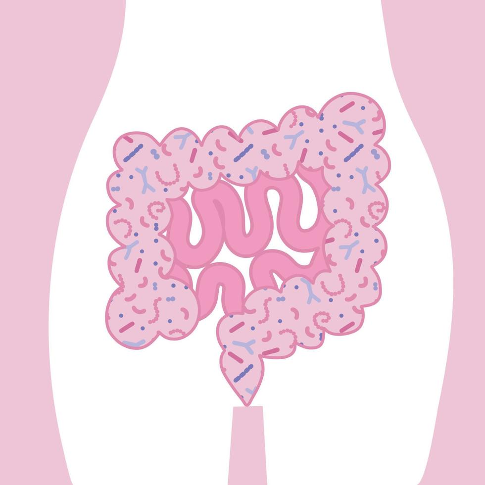 tripas con microbioma en el cuerpo humano. intestinos en el fondo de la silueta de la pelvis. ilustración de vector plano de colon