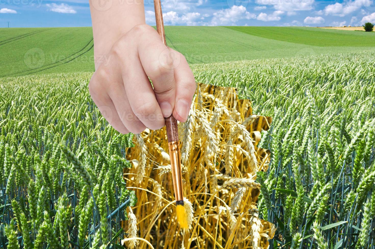 paintbrush draws ripe ears of wheat in green field photo