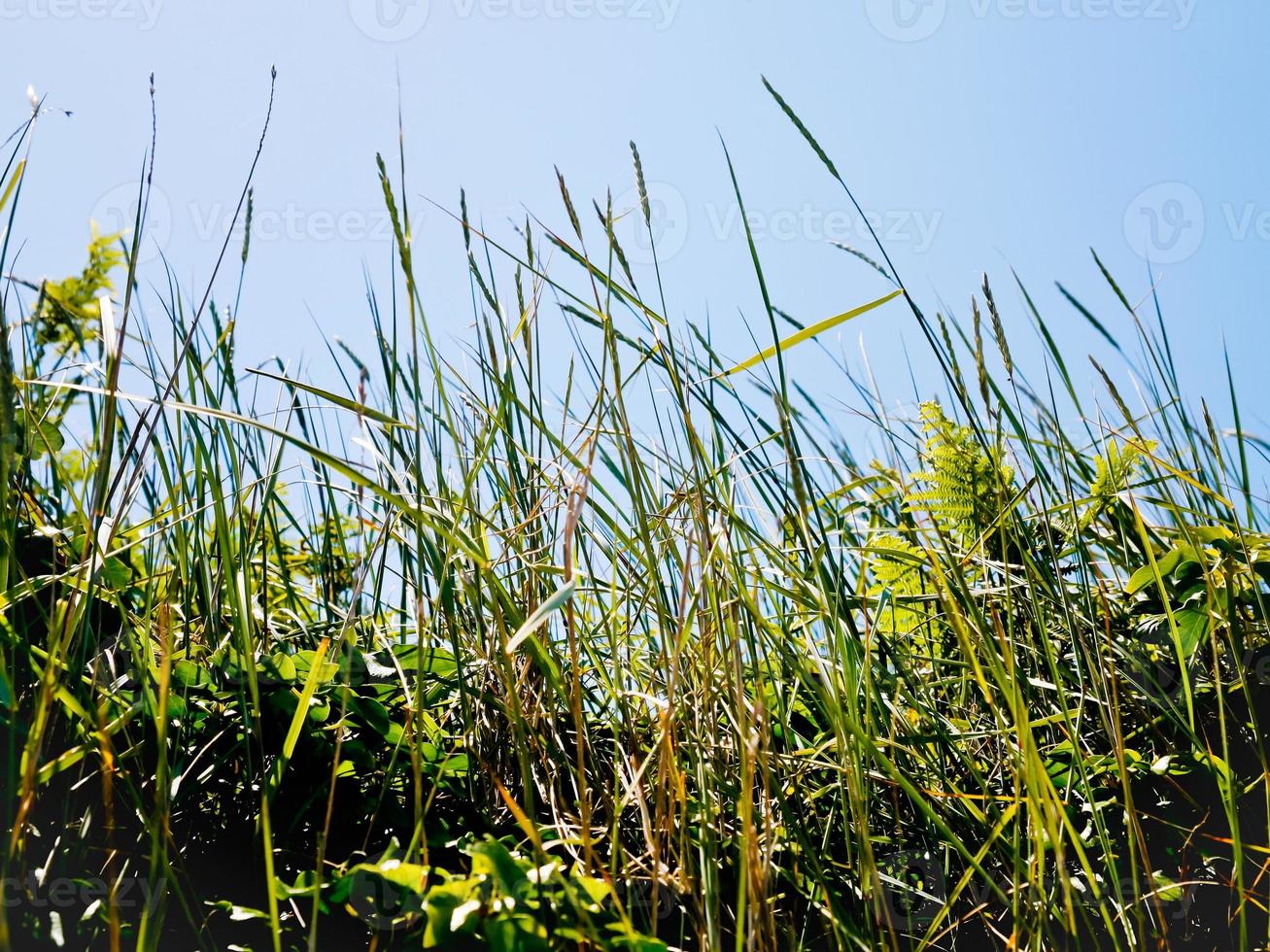 wild green grass in summer photo