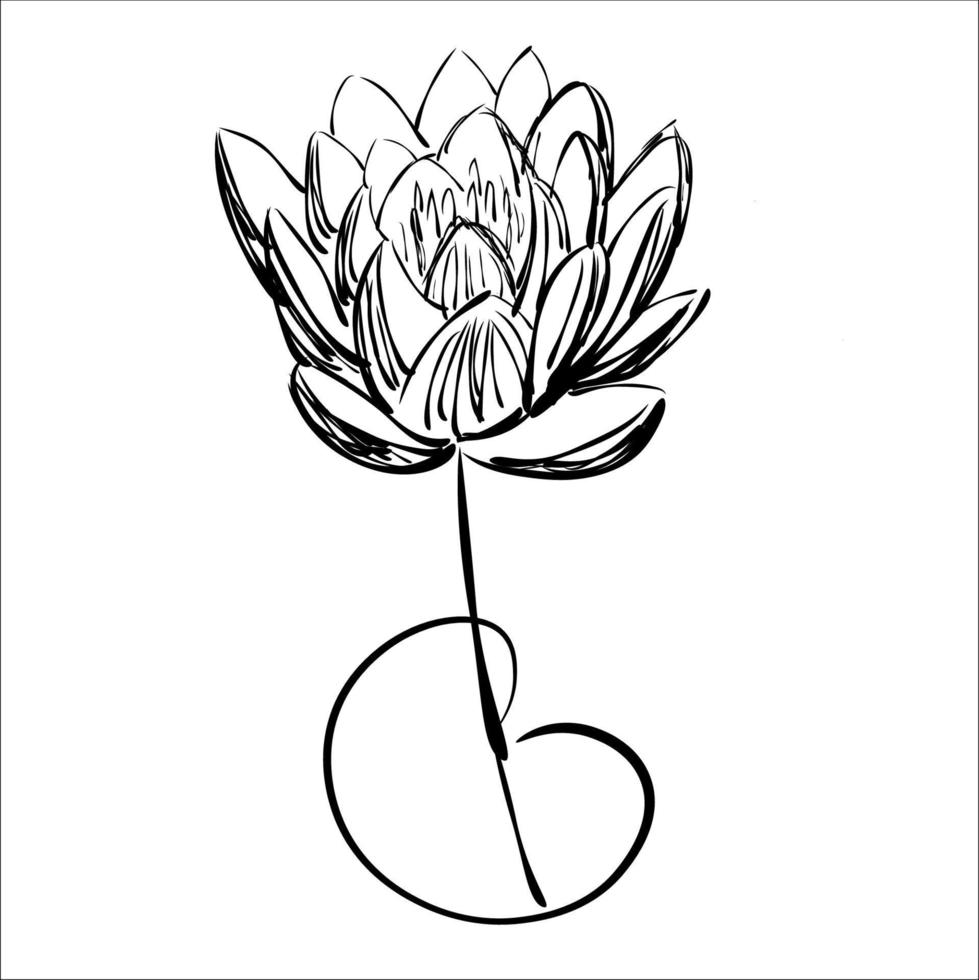 Lotus. Ink drawing. Graphics. vector