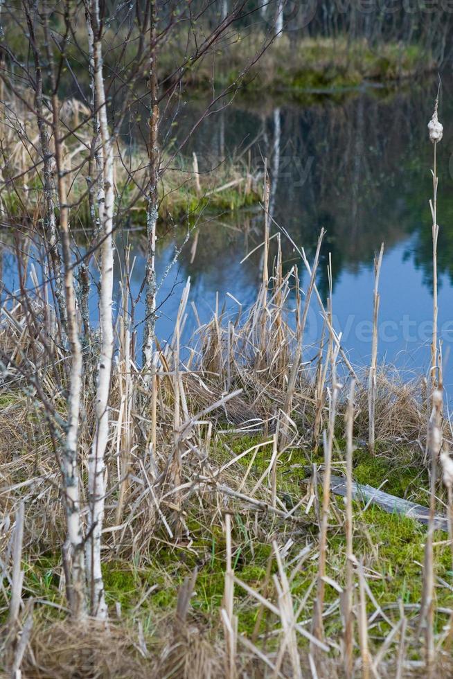 small island in forest lake photo