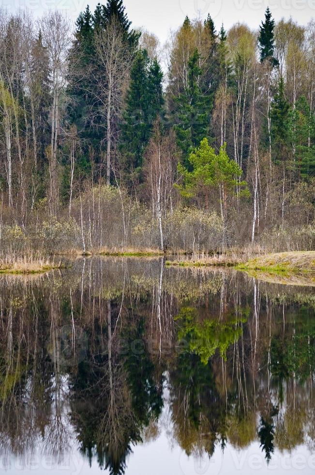 estanque en el bosque de primavera foto