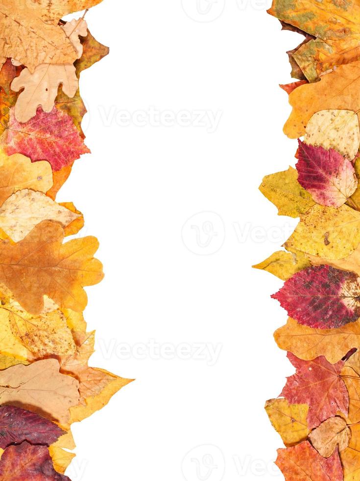 two side frame from yellow autumn leaves photo