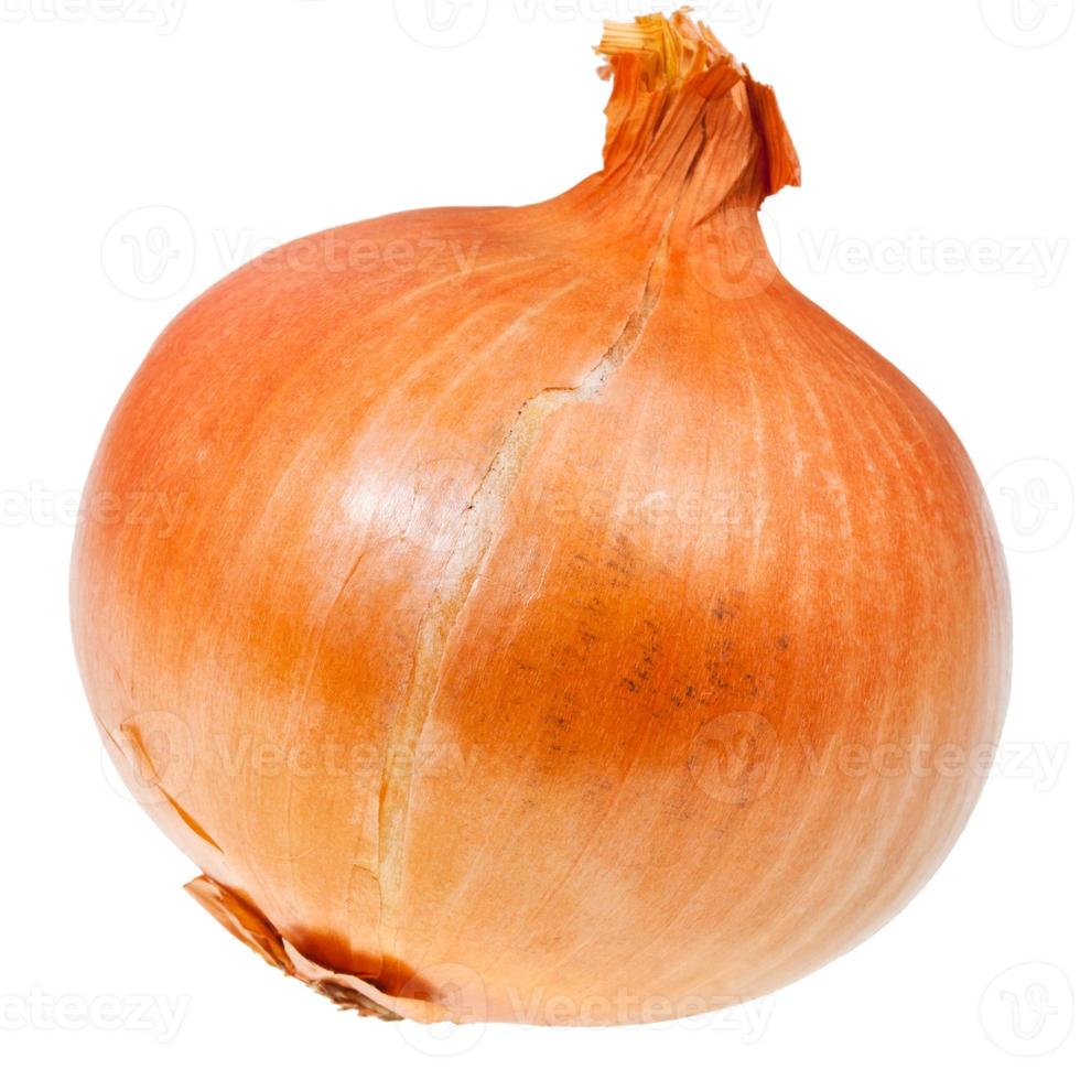 common onion bulb 11691212 Stock Photo at Vecteezy