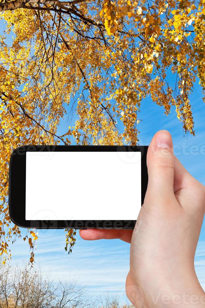 smartphone y ramitas de abedul con hojas de otoño foto