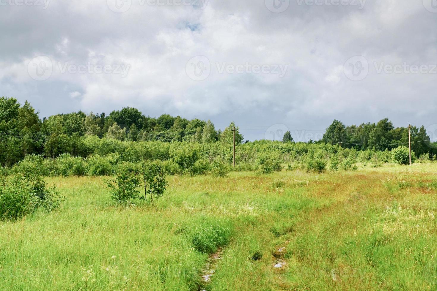 green meadow after summer rain photo