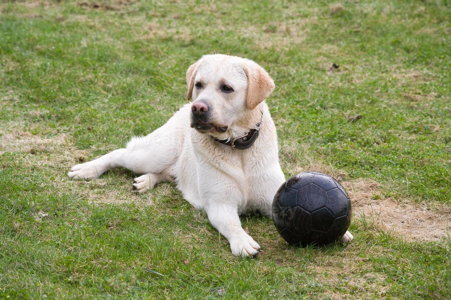 perro labrador con bola negra foto