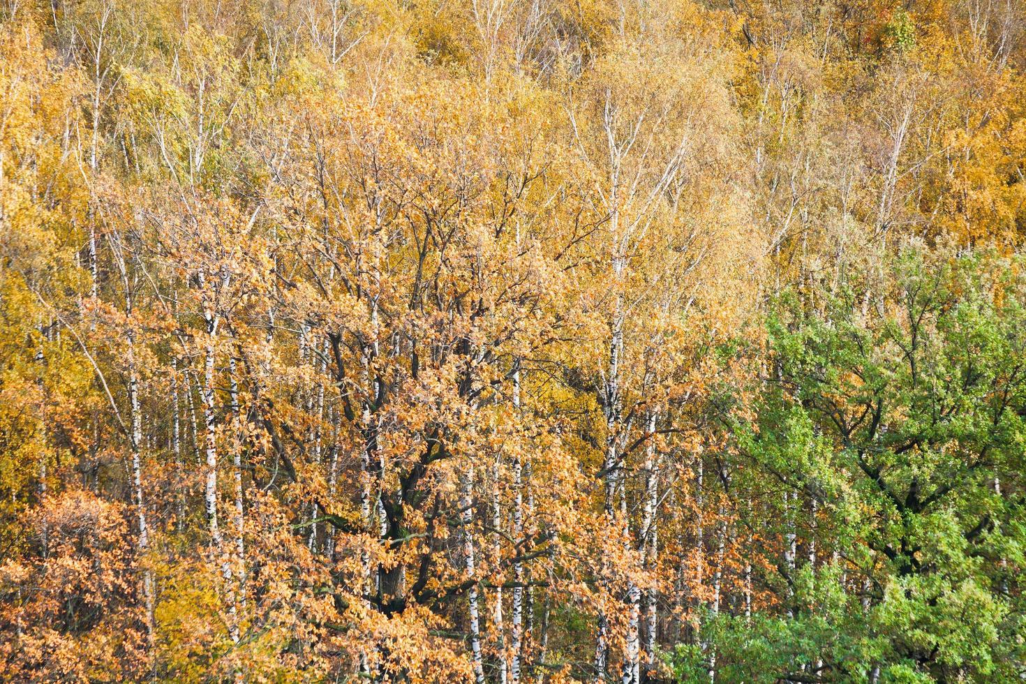 colorful autumn forest photo