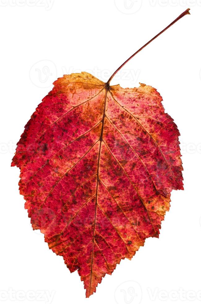 hoja roja de otoño del árbol de arce con hojas de fresno foto