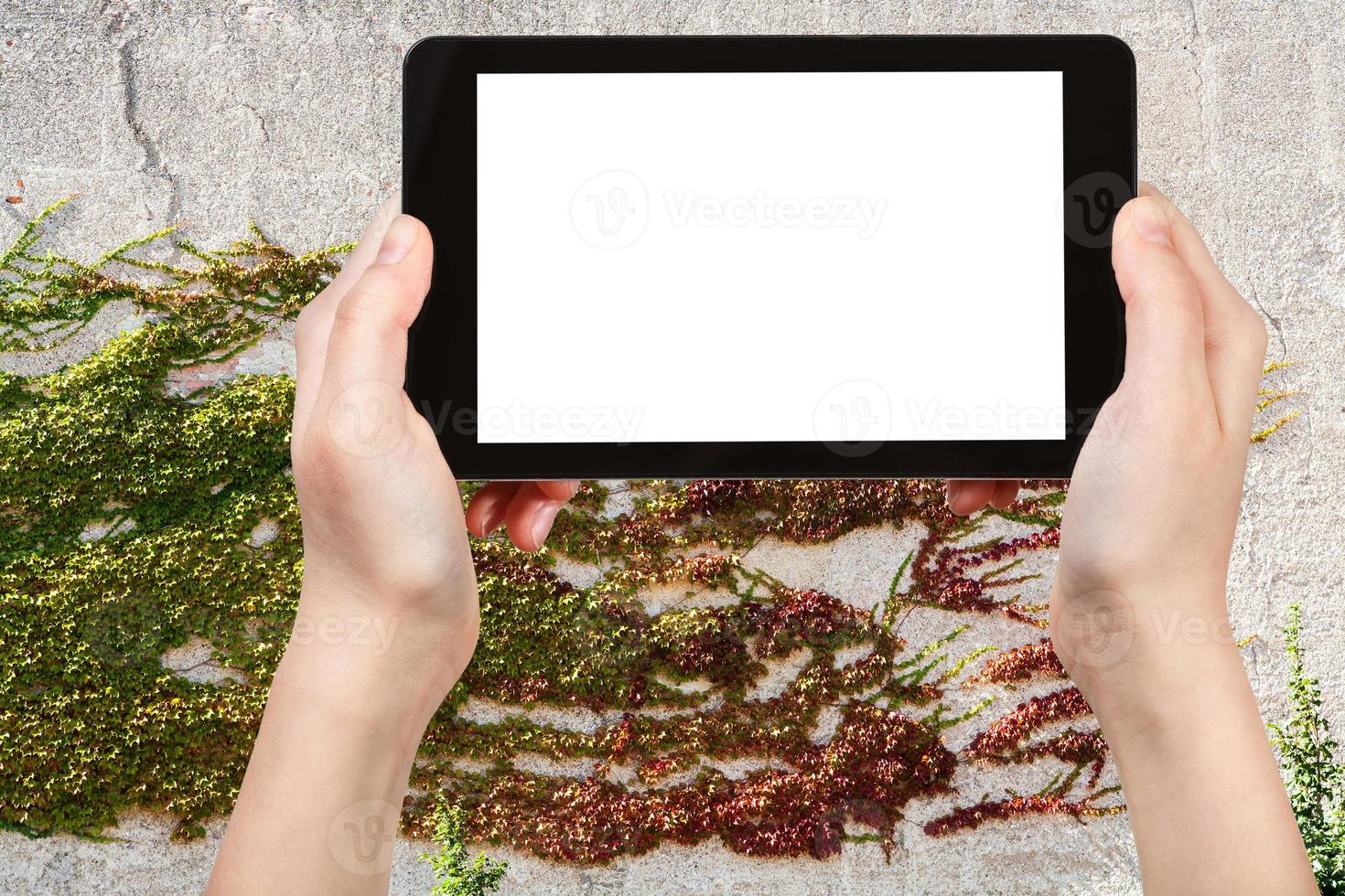 tableta con pantalla recortada y planta de hiedra en la pared foto