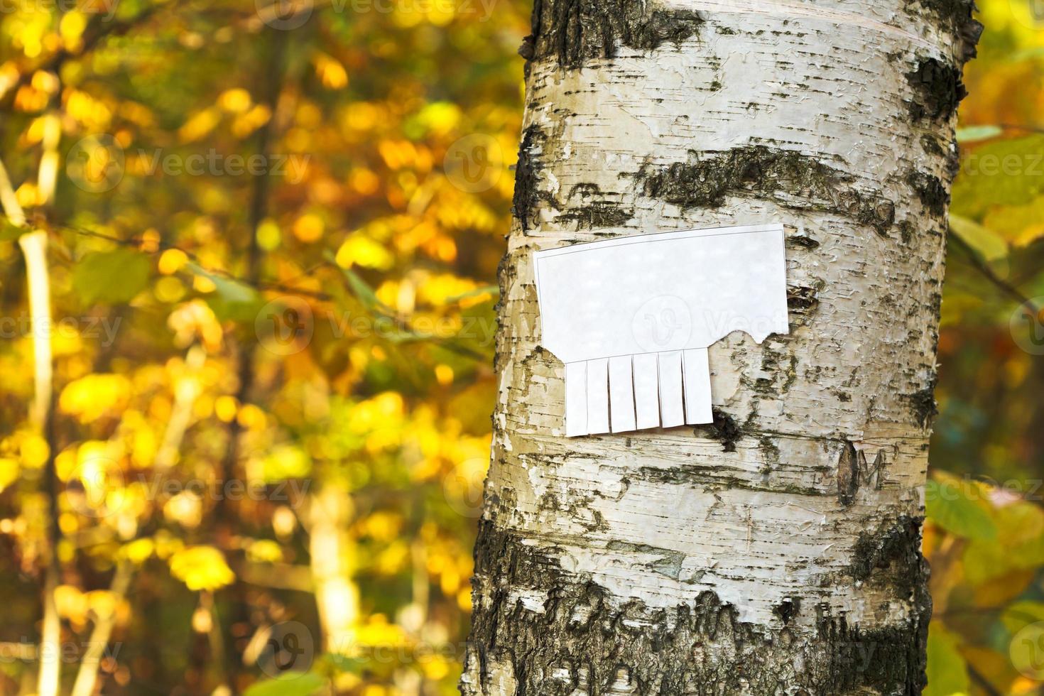 tear-off paper notice on birch trunk photo