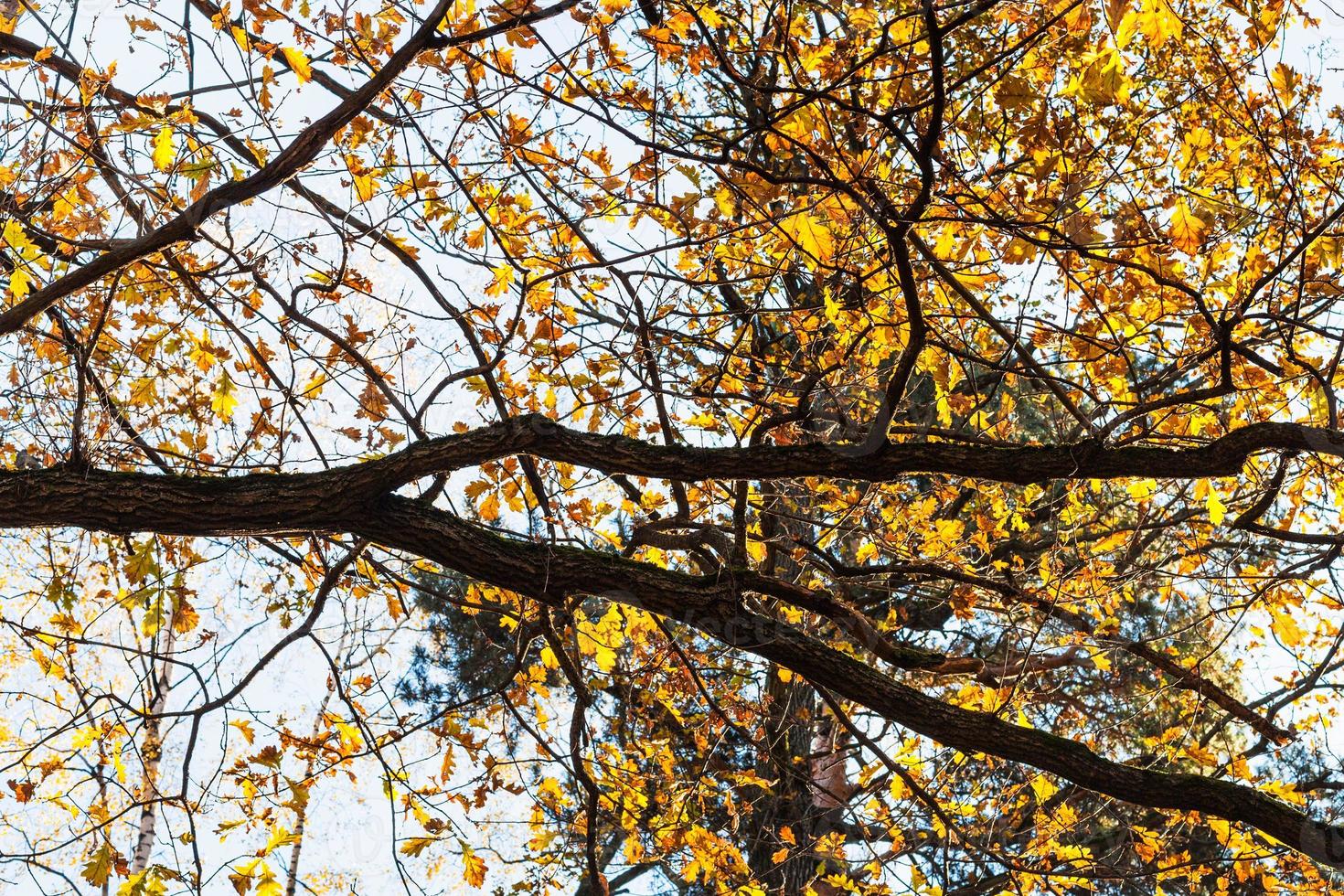 oak branch with yellow leaves in urban park photo