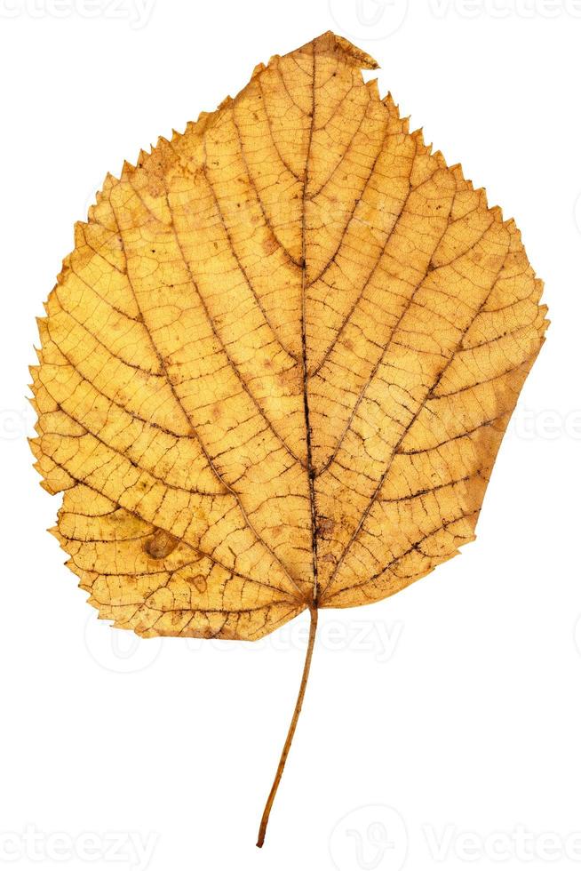 hoja de otoño amarilla de tilo aislado foto