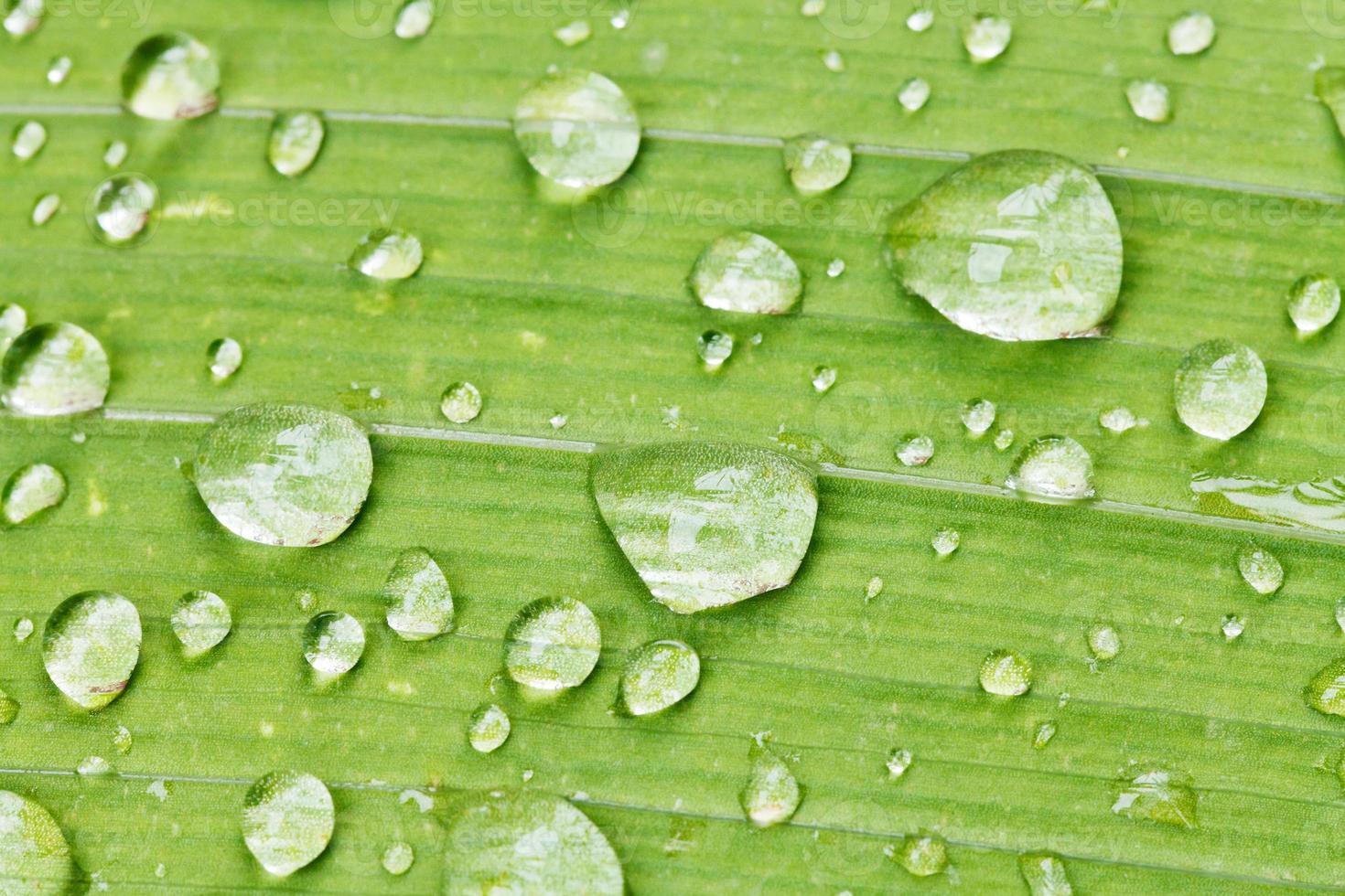 rain drops on green leaf of iris close up photo