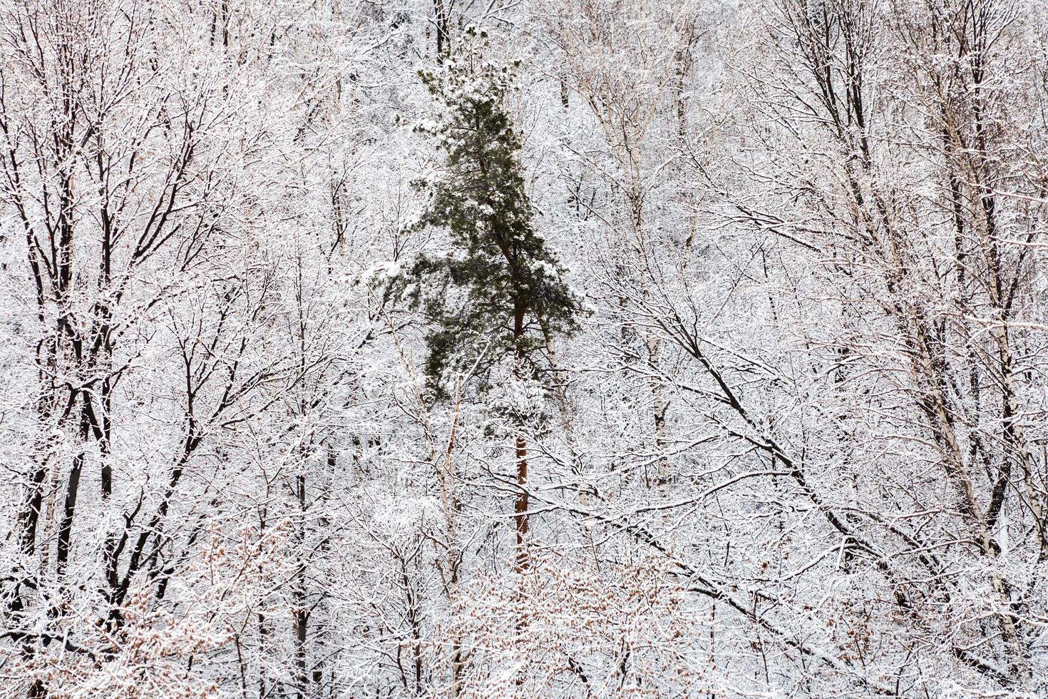 pino en el bosque de nieve blanca en invierno foto