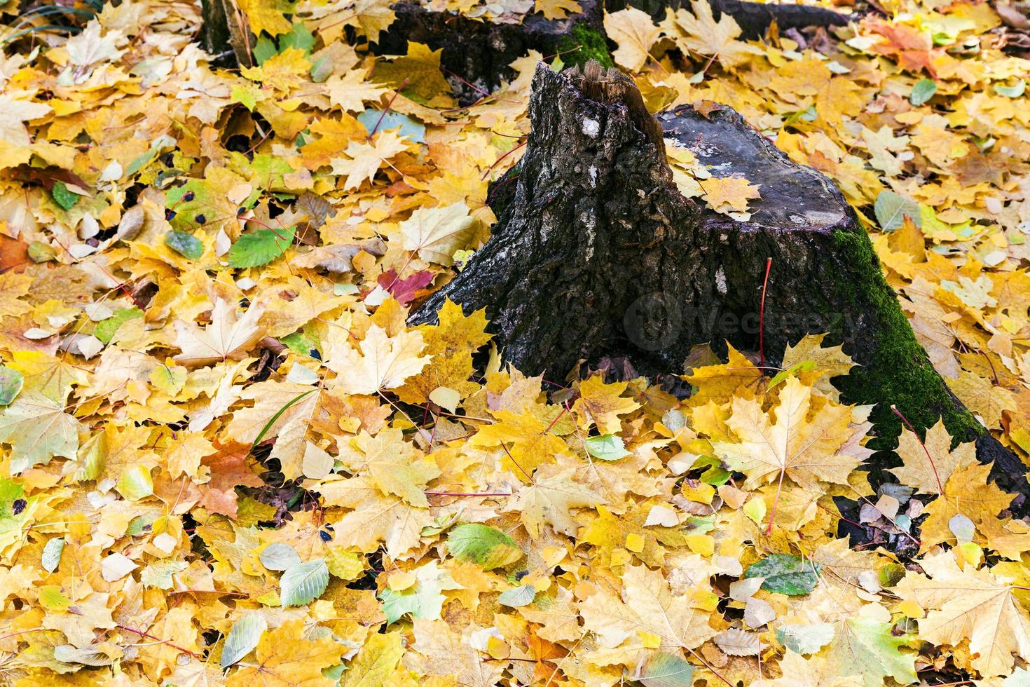 yellow leaf litter and old stump in autumn photo