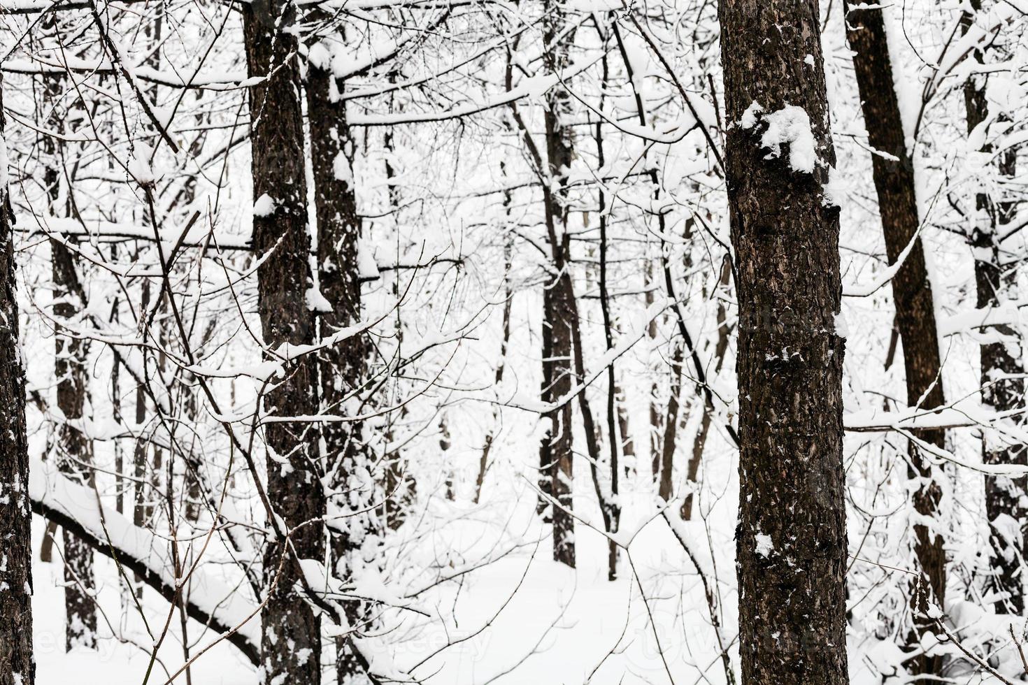 pine tree trunks in snowy forest in overcast day photo
