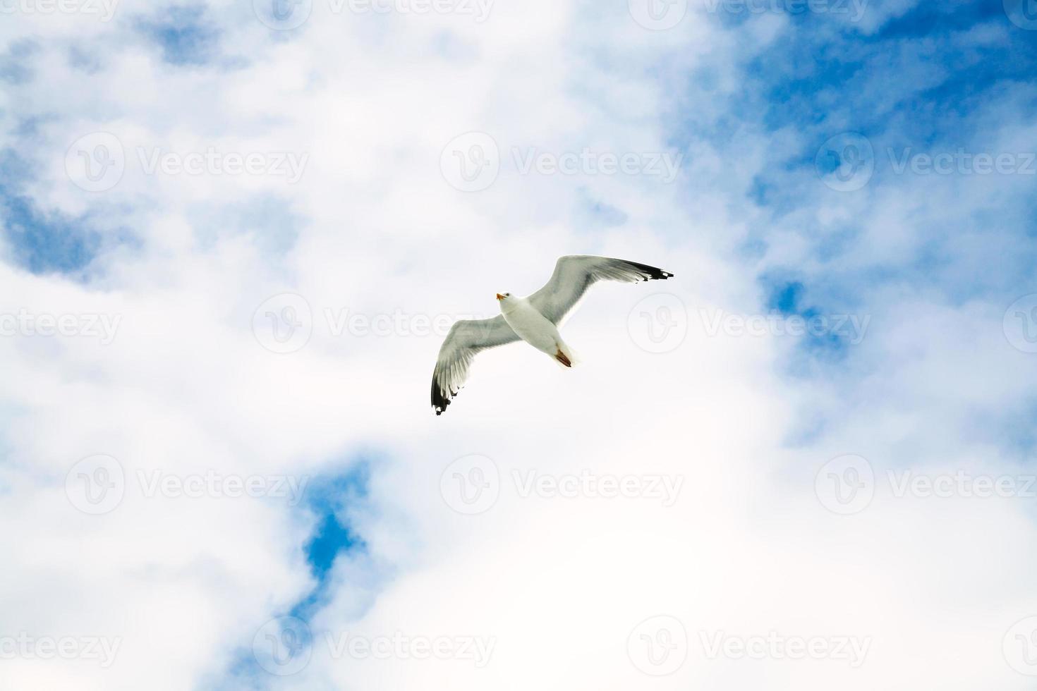 seagull soaring in blue sky with white clouds photo