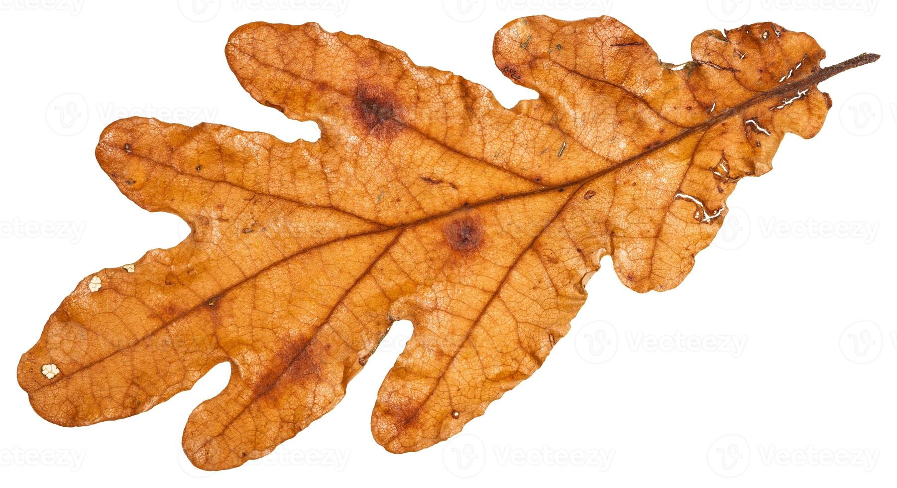 brown autumn leaf of oak tree isolated photo