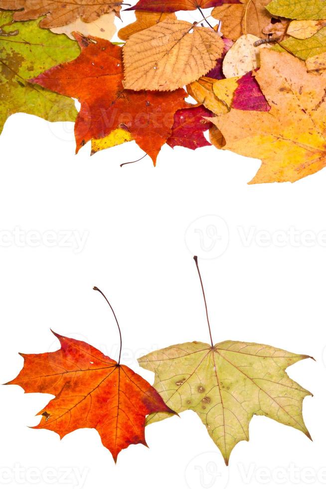 two maple and many loose leaves photo