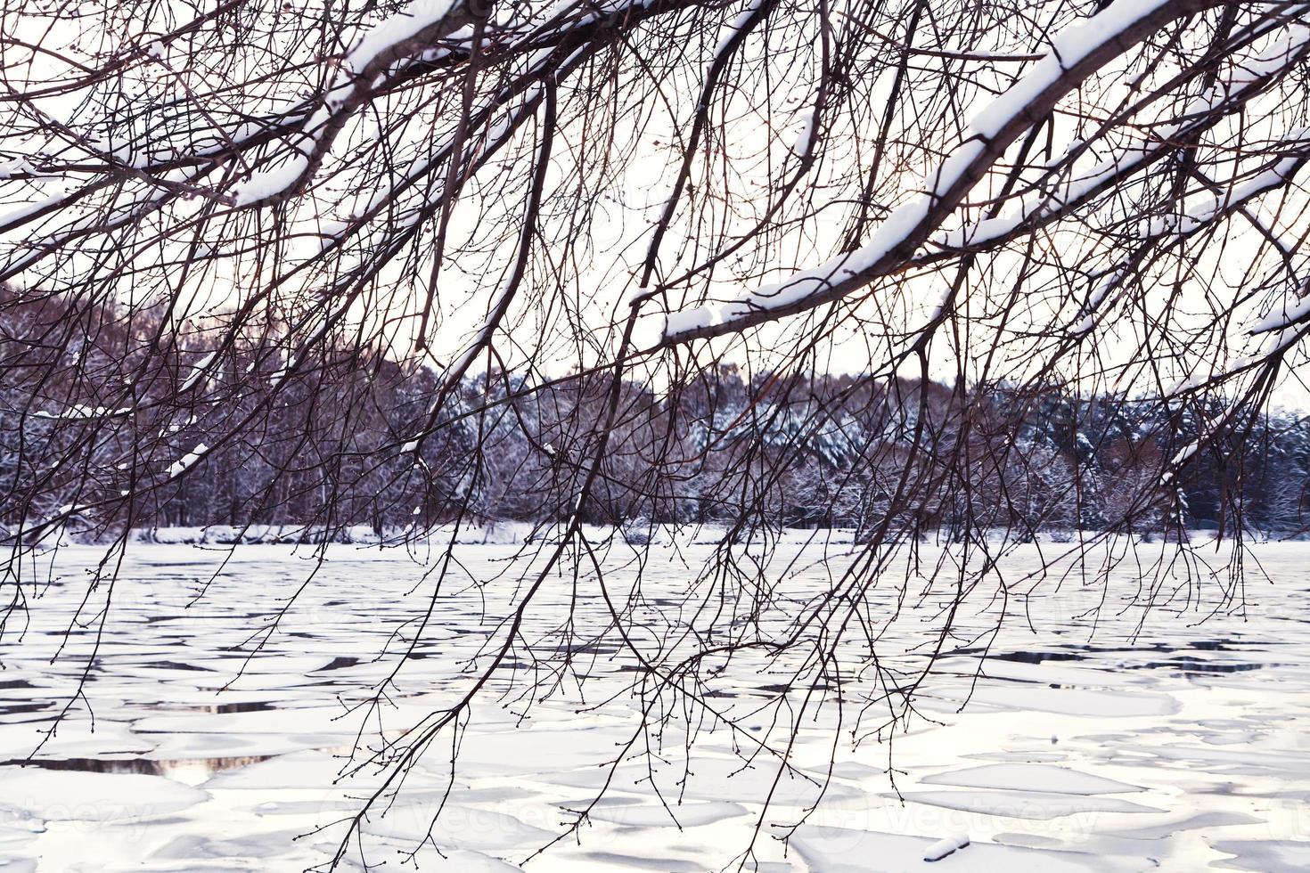 winter forest on beach of frozen river photo