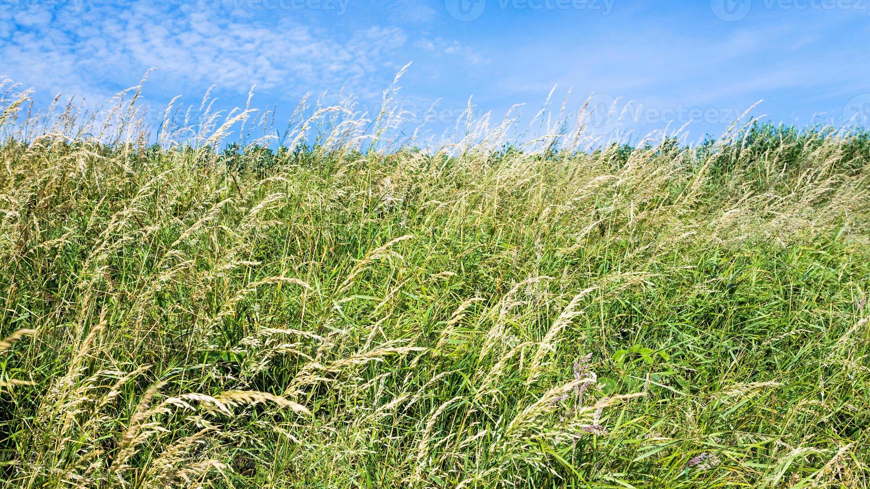 meadow grasses on field close up on Cap Gris-Nez photo