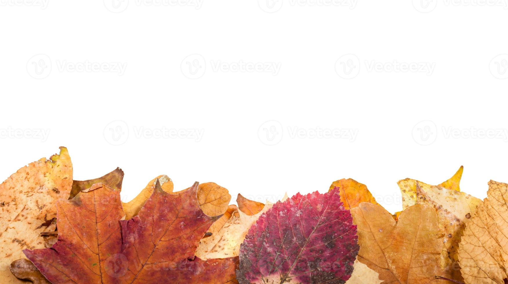 leaf litter and blank space above leaves isolated photo