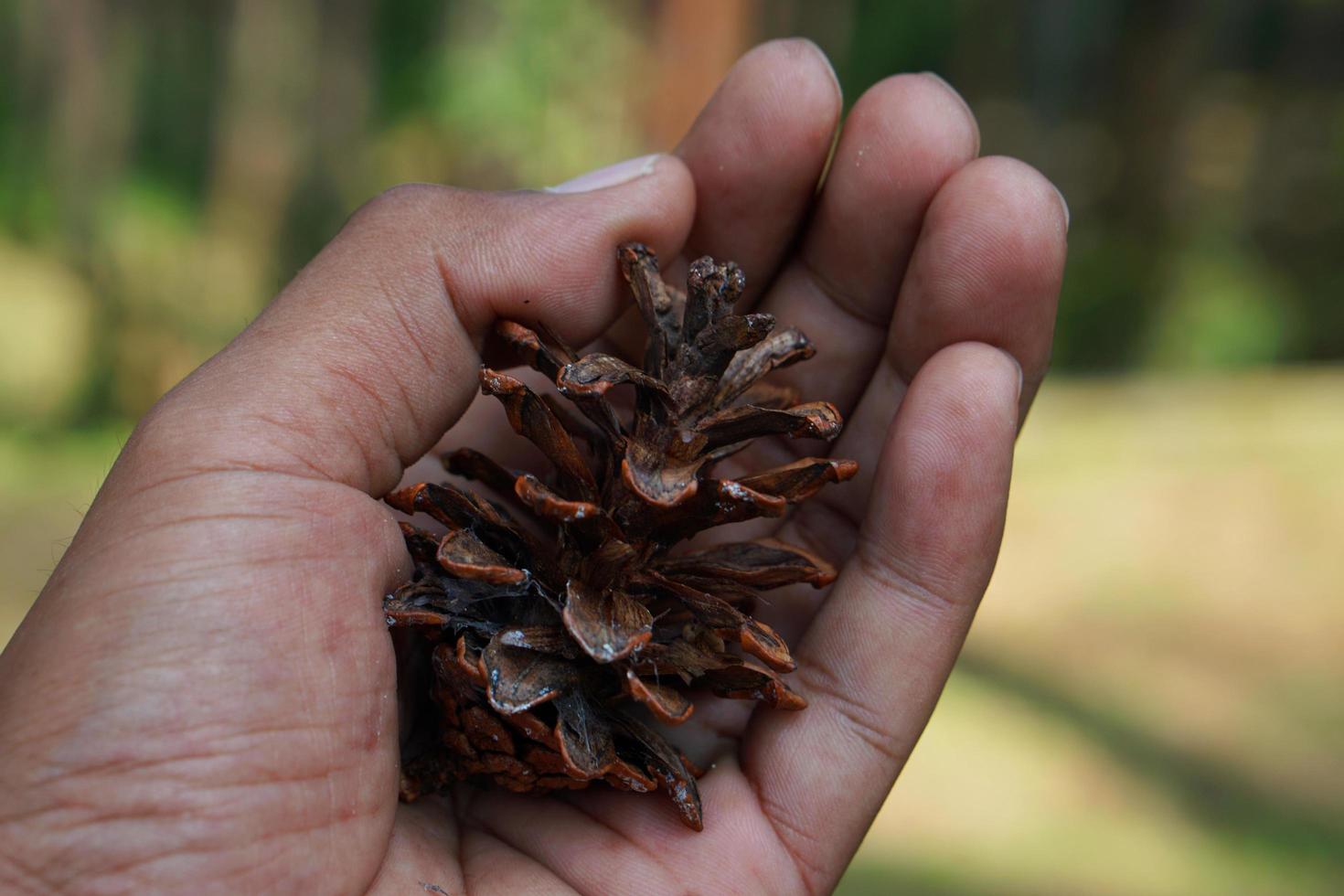 Close-up photo of dried pinecone in hand and blurred background