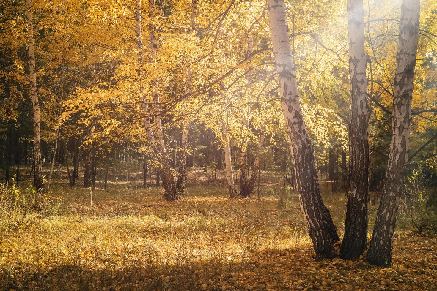 Autumn birch trees bathed in warm sunlight. Yellow leaves on the branches illuminated by the sun. photo