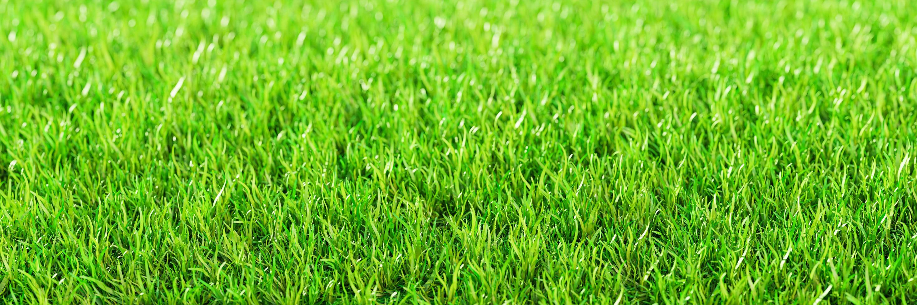 Green grass  Top views Fresh green lawns for background, backdrop, or wallpaper. Plains and grasses of various sizes are neat and tidy. The lawn surface is evenly shining and bright.3D Rendering photo