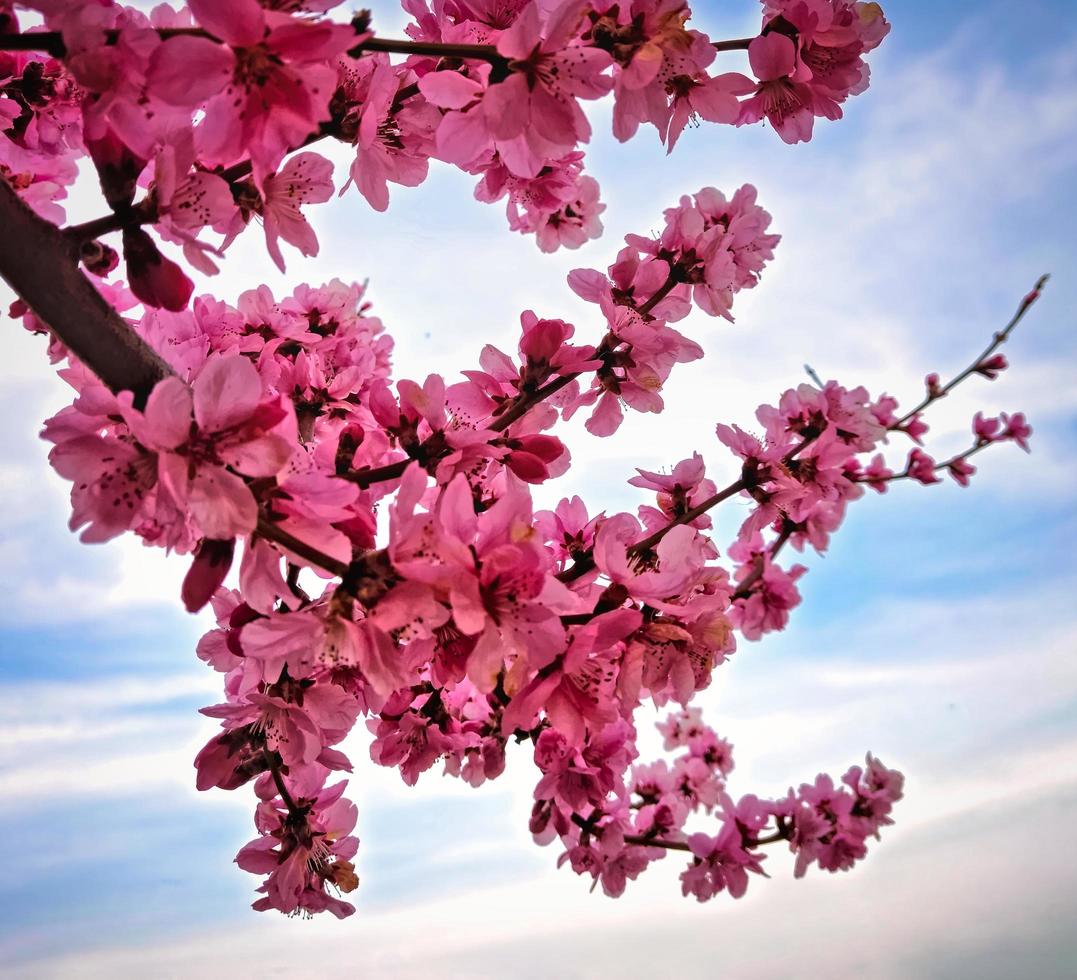 Almond blossom in springtime photo